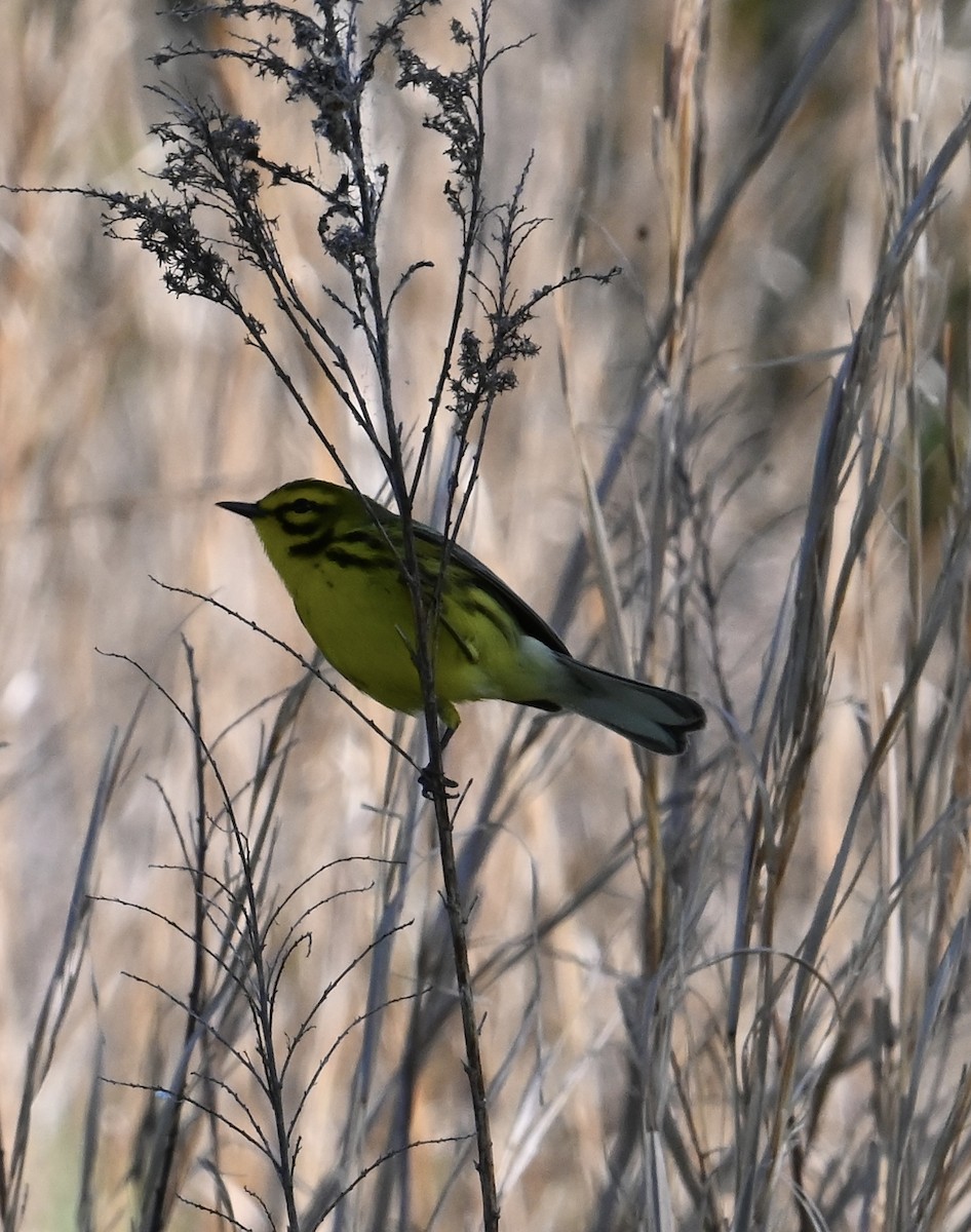 Prairie Warbler - ML635175633