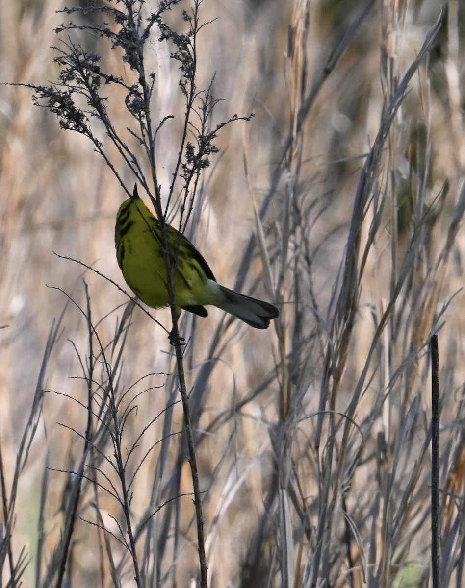 Prairie Warbler - ML635175634