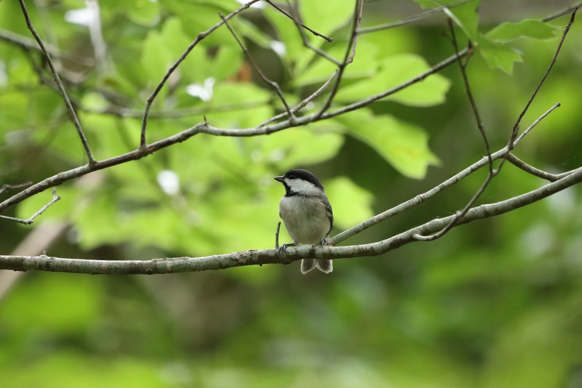 Carolina Chickadee - ML635175710