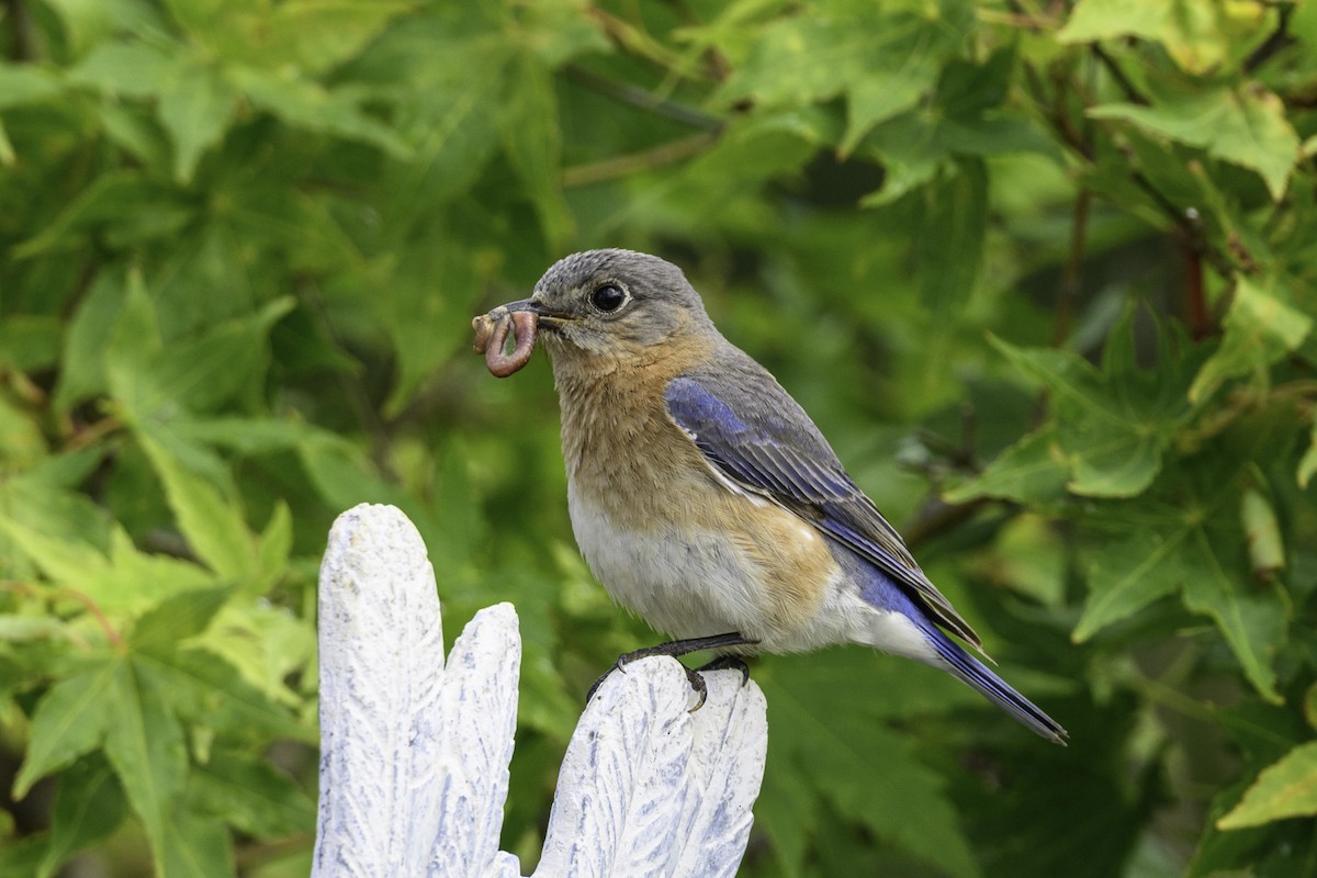 Eastern Bluebird - ML635175746