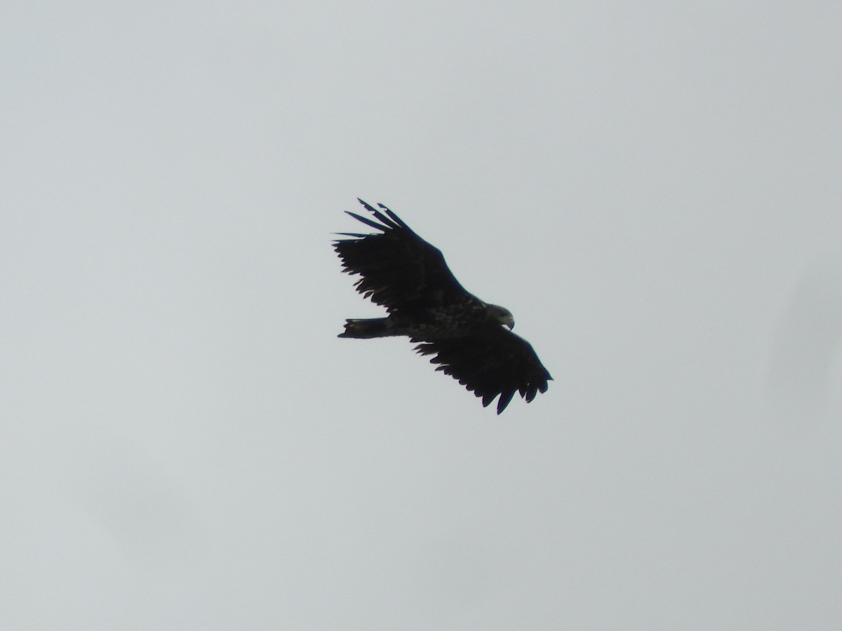 White-tailed Eagle - ML635175752