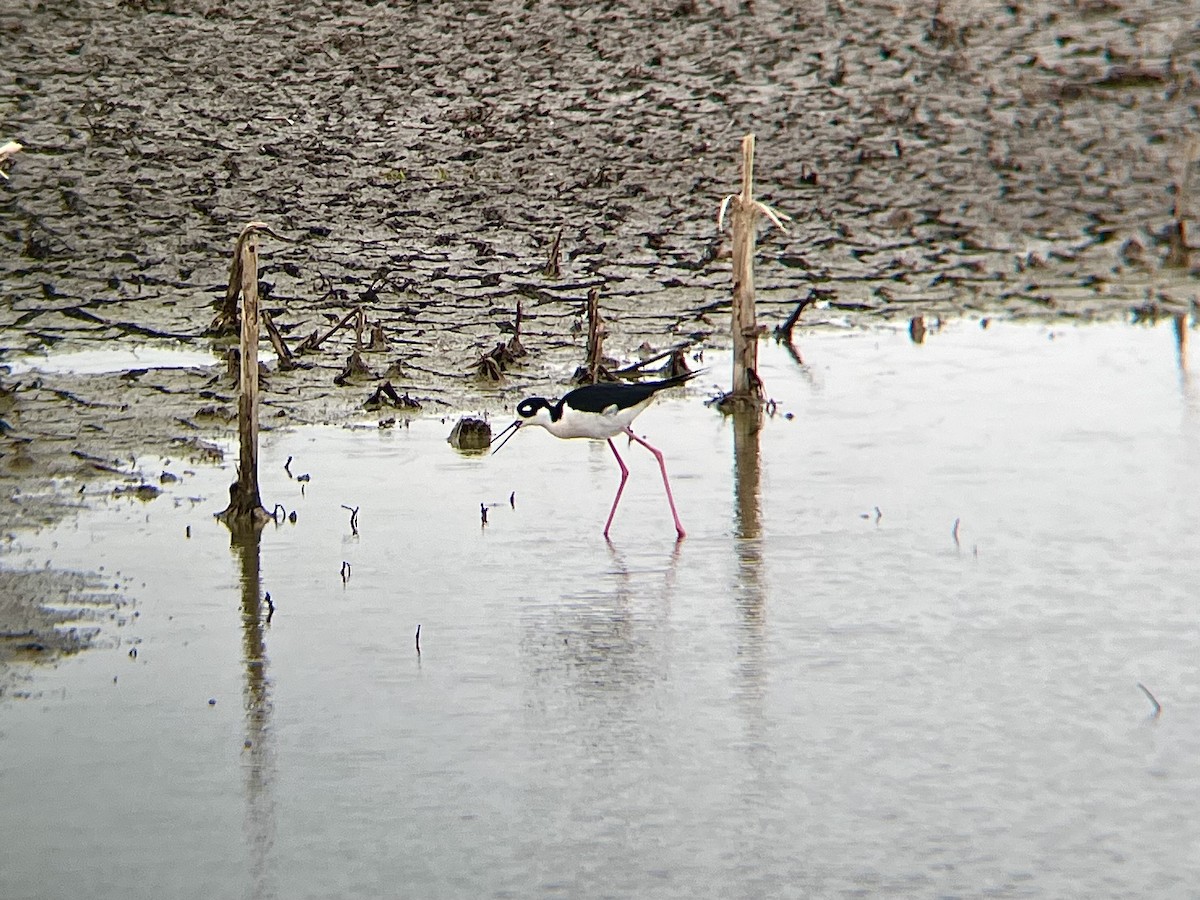 Black-necked Stilt - ML635175921