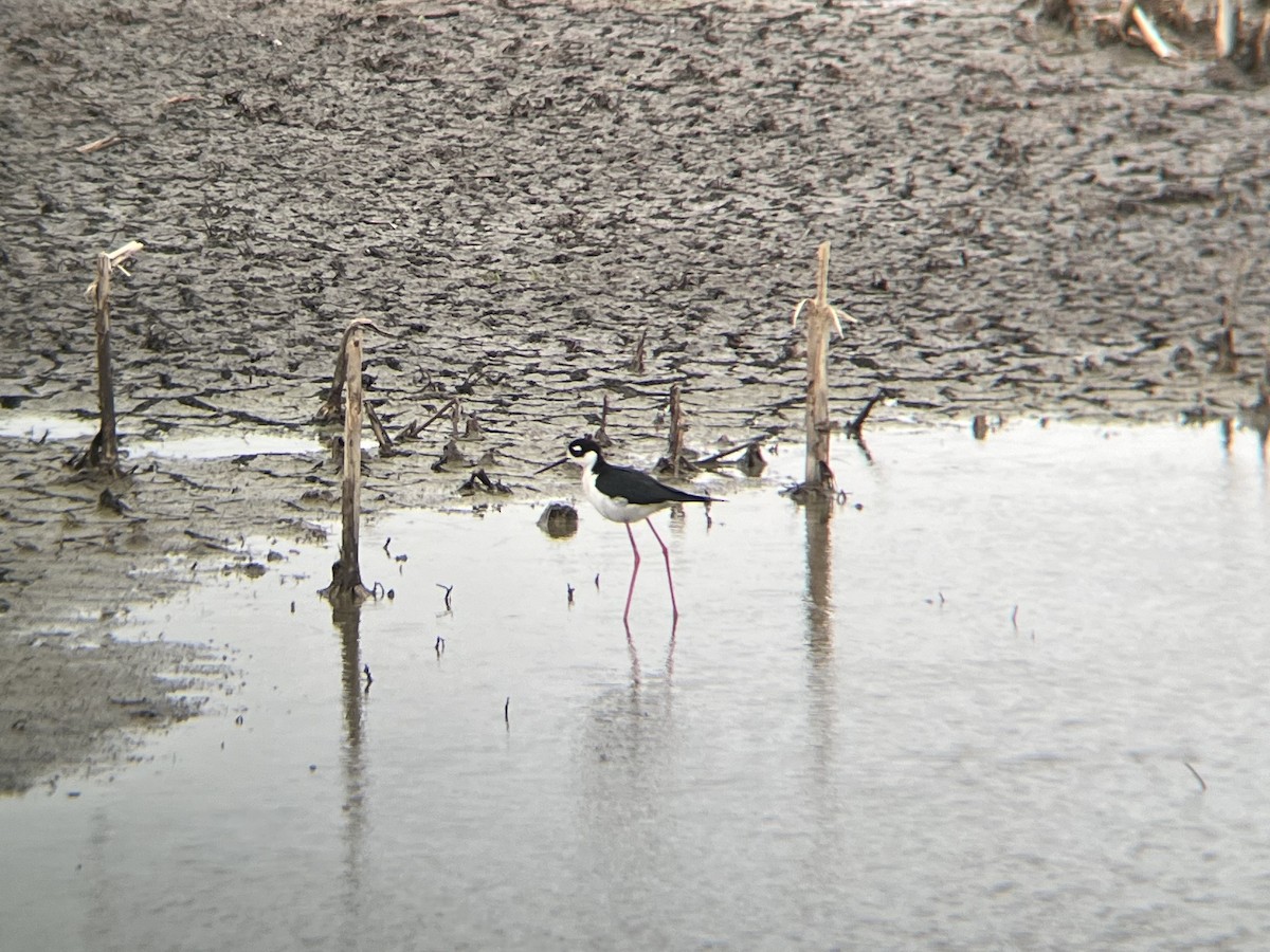 Black-necked Stilt - ML635175922