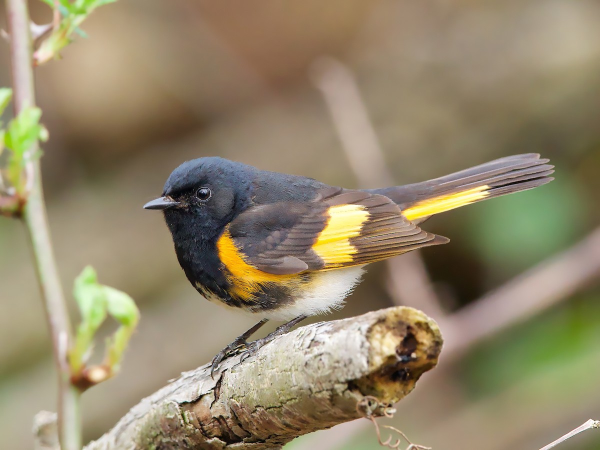 ハゴロモムシクイ - ML635175931