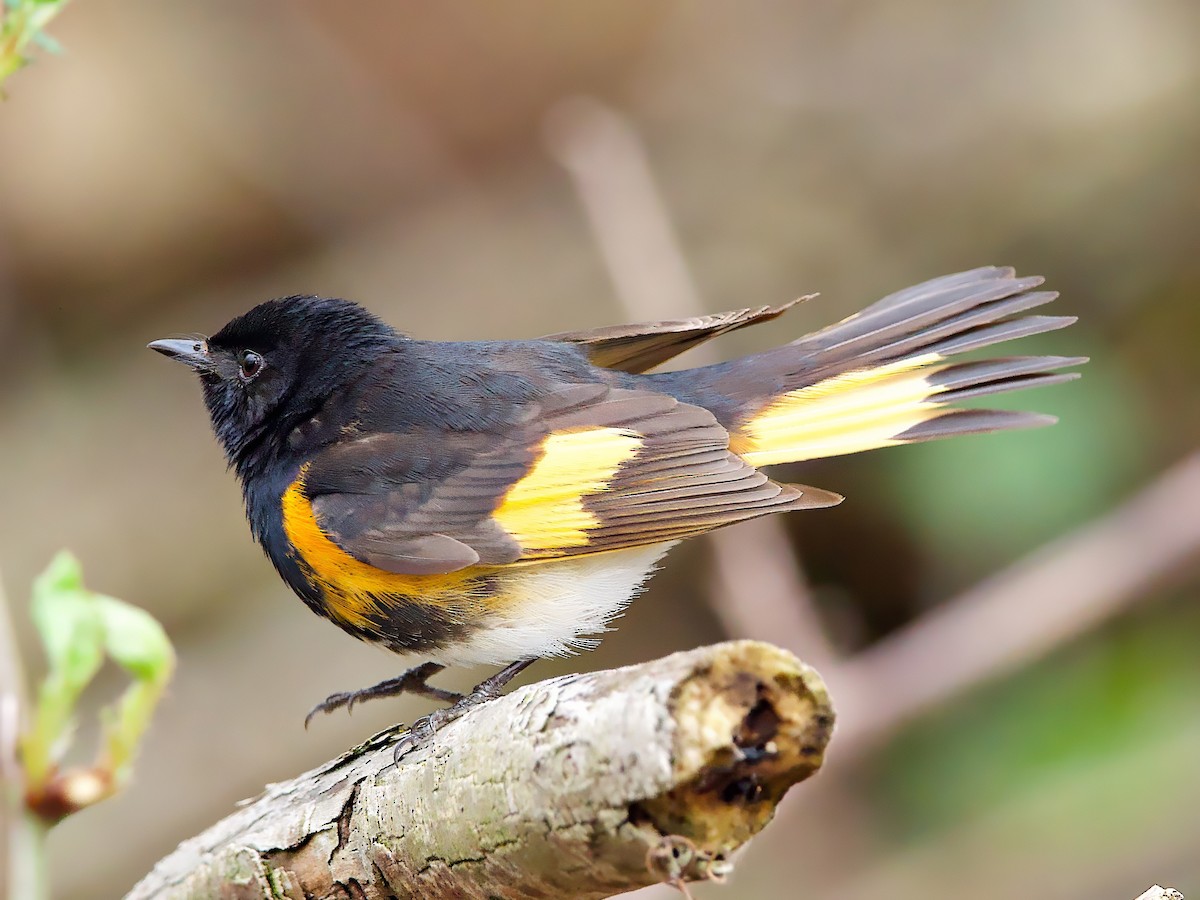 ハゴロモムシクイ - ML635175940