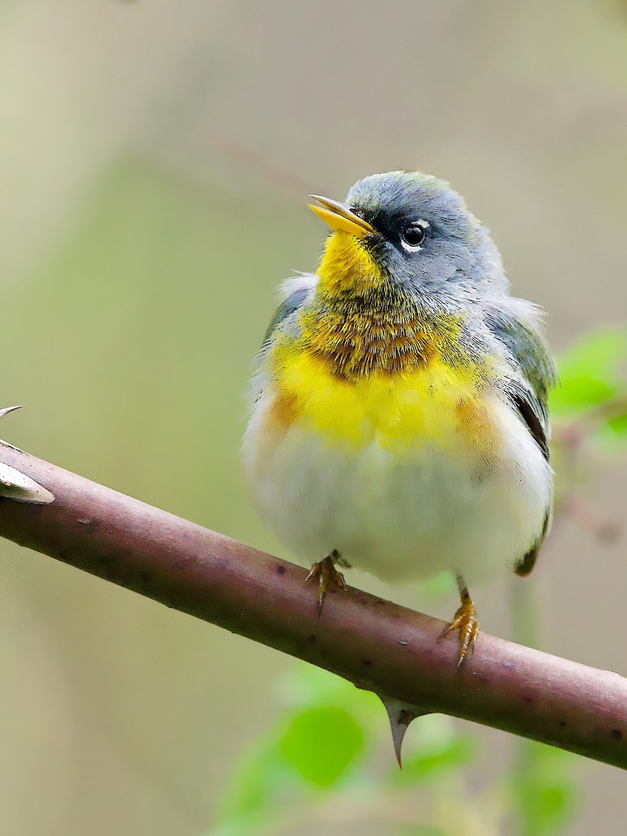 アサギアメリカムシクイ - ML635175949