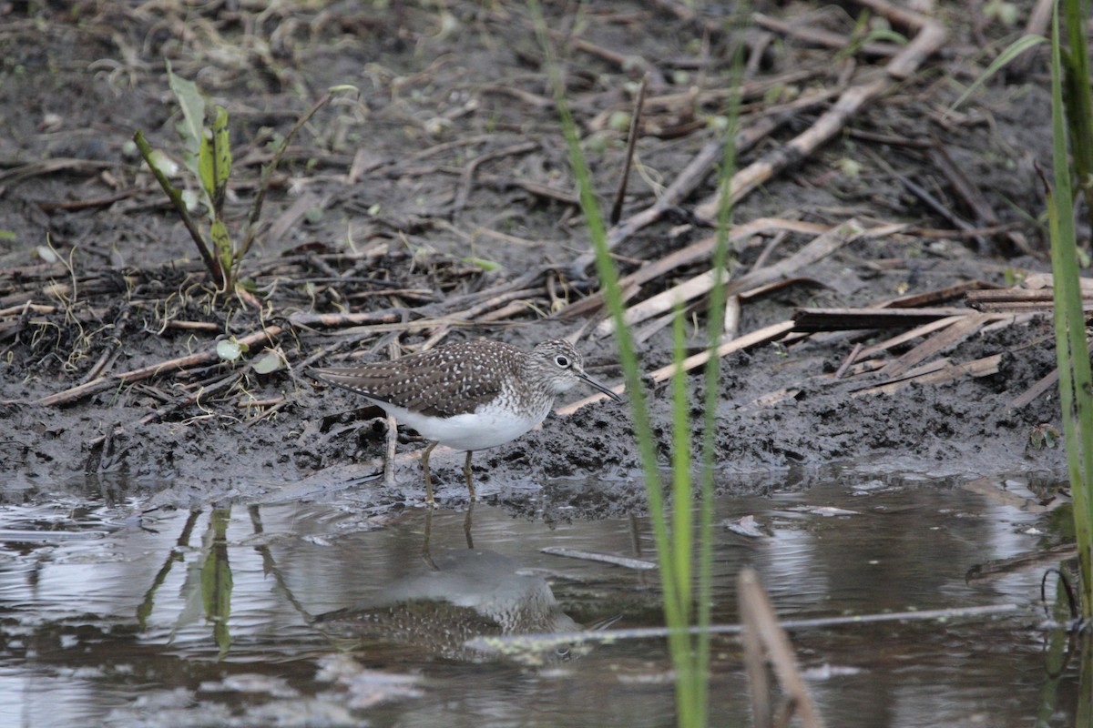 Solitary Sandpiper - ML635175950