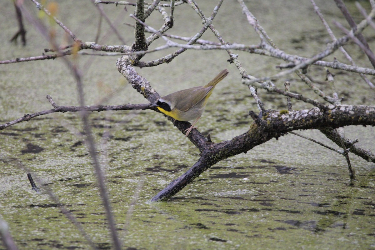 Common Yellowthroat - ML635175982
