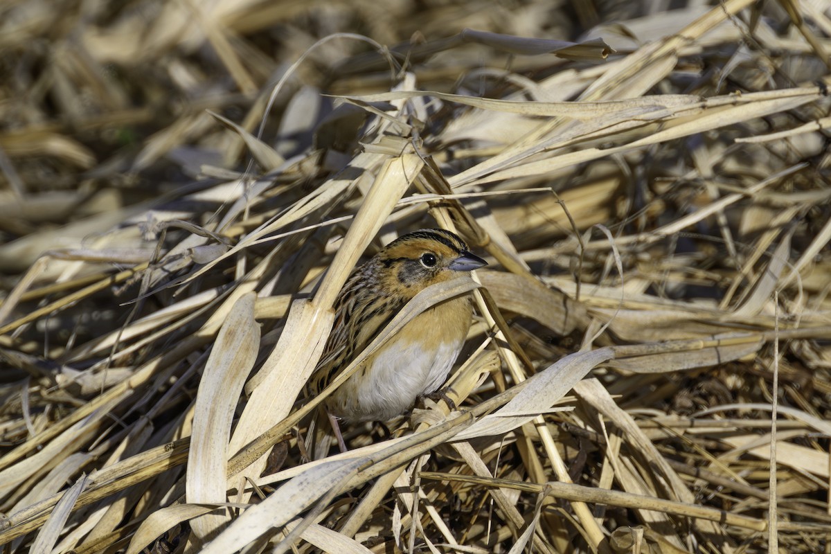LeConte's Sparrow - ML635176073