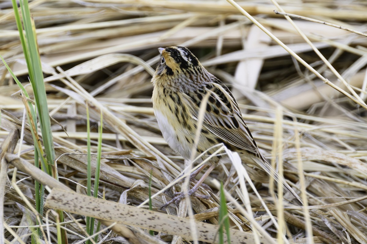 LeConte's Sparrow - ML635176076