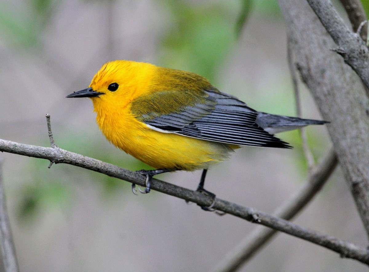 Prothonotary Warbler - ML635176106