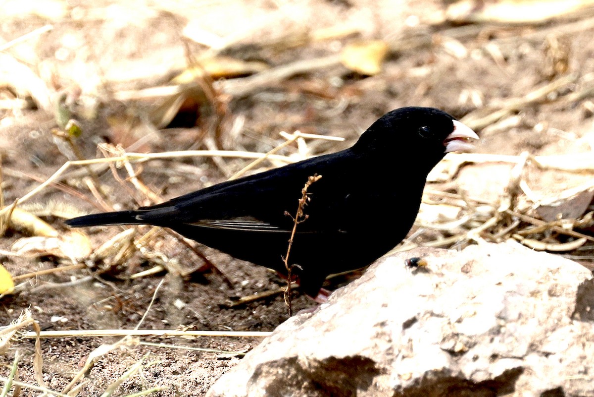 Purple Indigobird - ML635176137