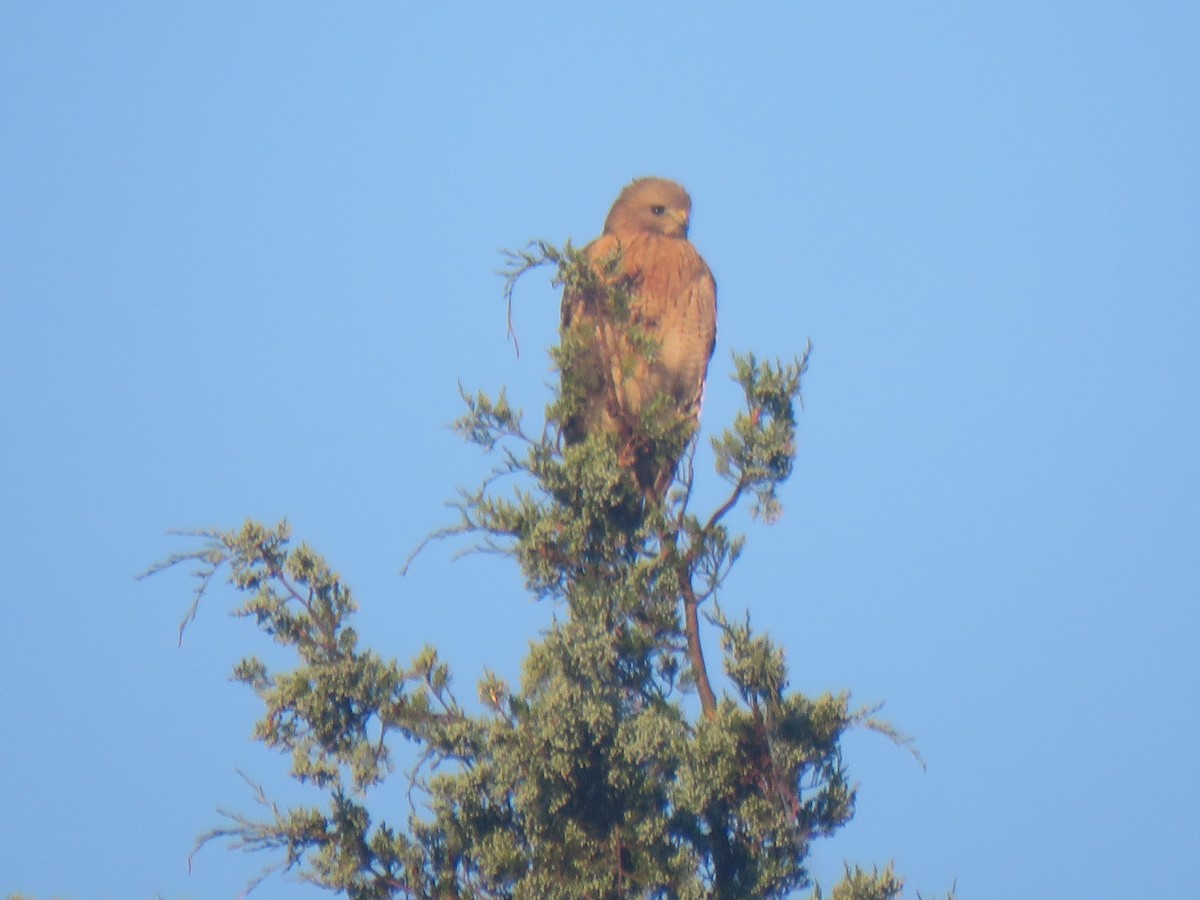 Red-shouldered Hawk - ML635176144
