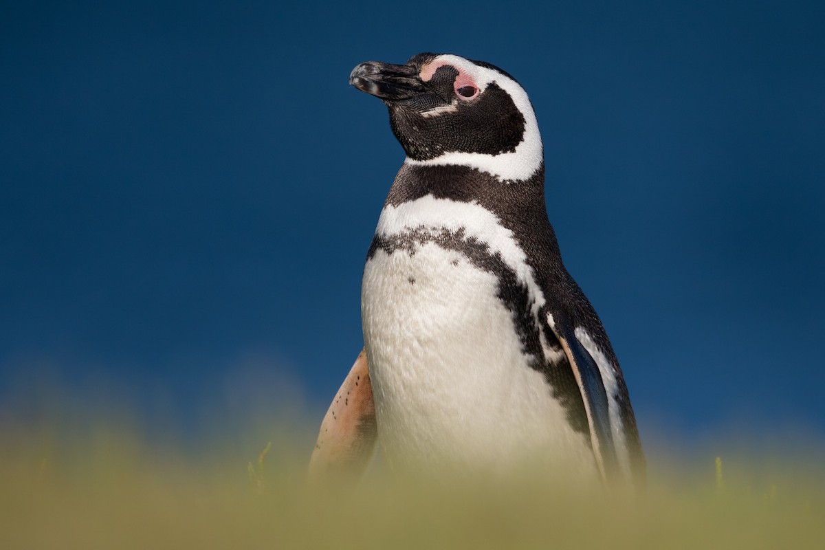 Macellan Pengueni - ML635176148