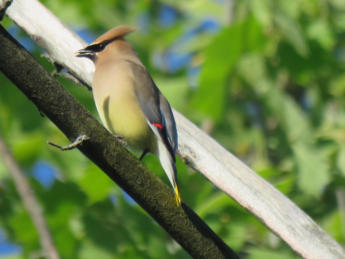Cedar Waxwing - ML635176170