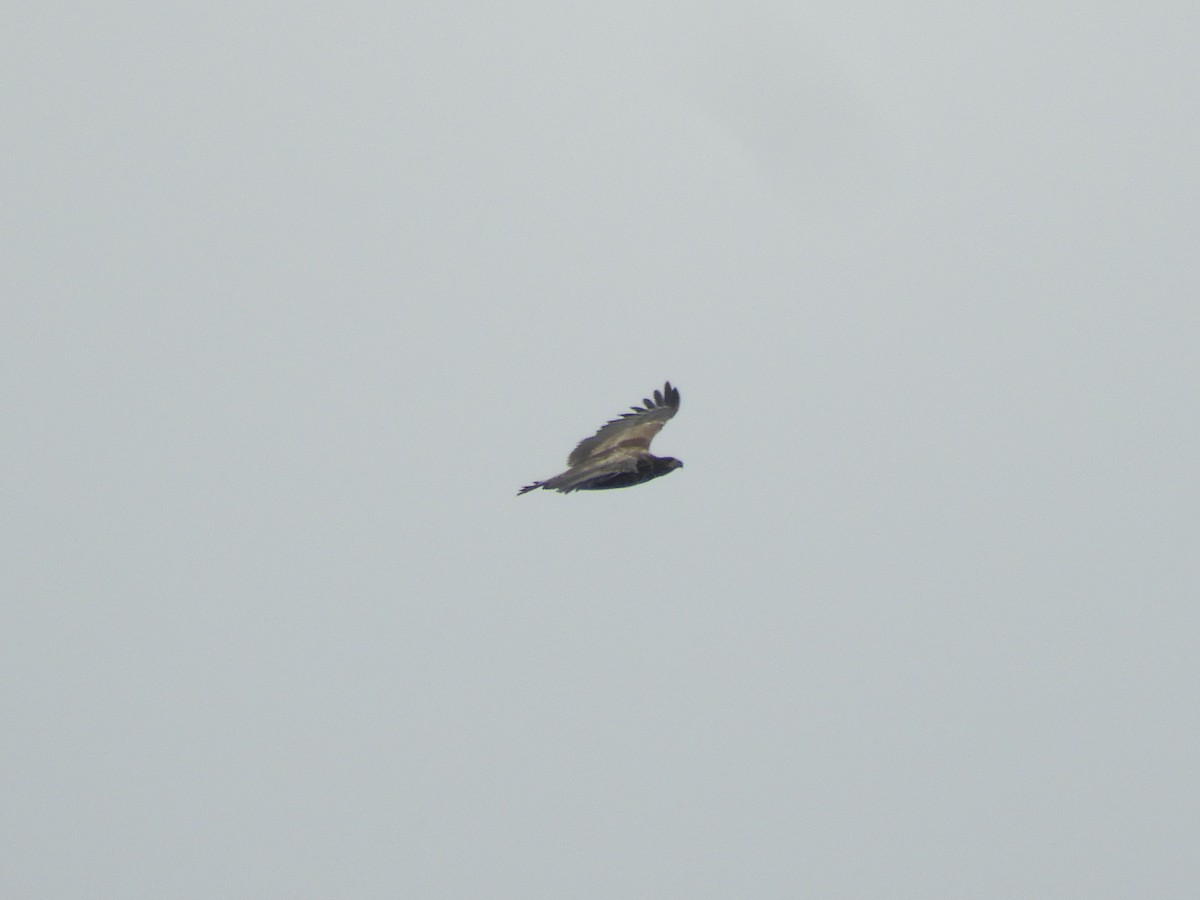 White-tailed Eagle - ML635176176