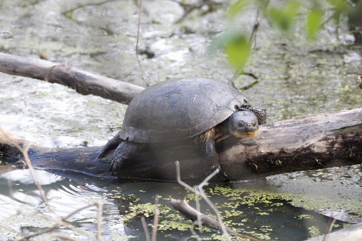 Blanding's Turtle - ML635176194