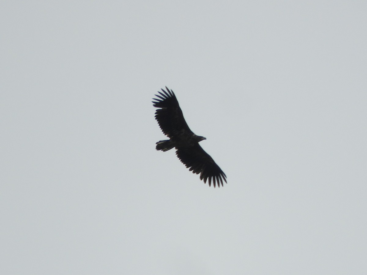 White-tailed Eagle - ML635176198