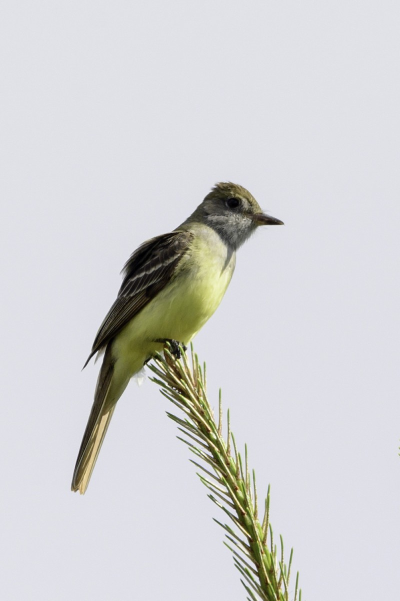 Great Crested Flycatcher - ML635176205