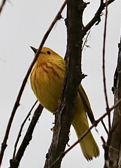 Yellow Warbler - ML635176222