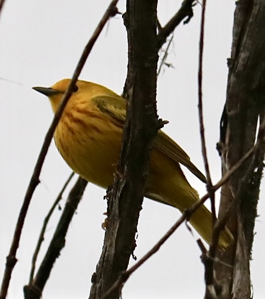 Yellow Warbler - ML635176223