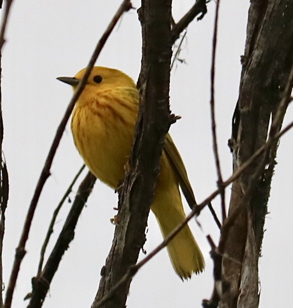 Yellow Warbler - ML635176224