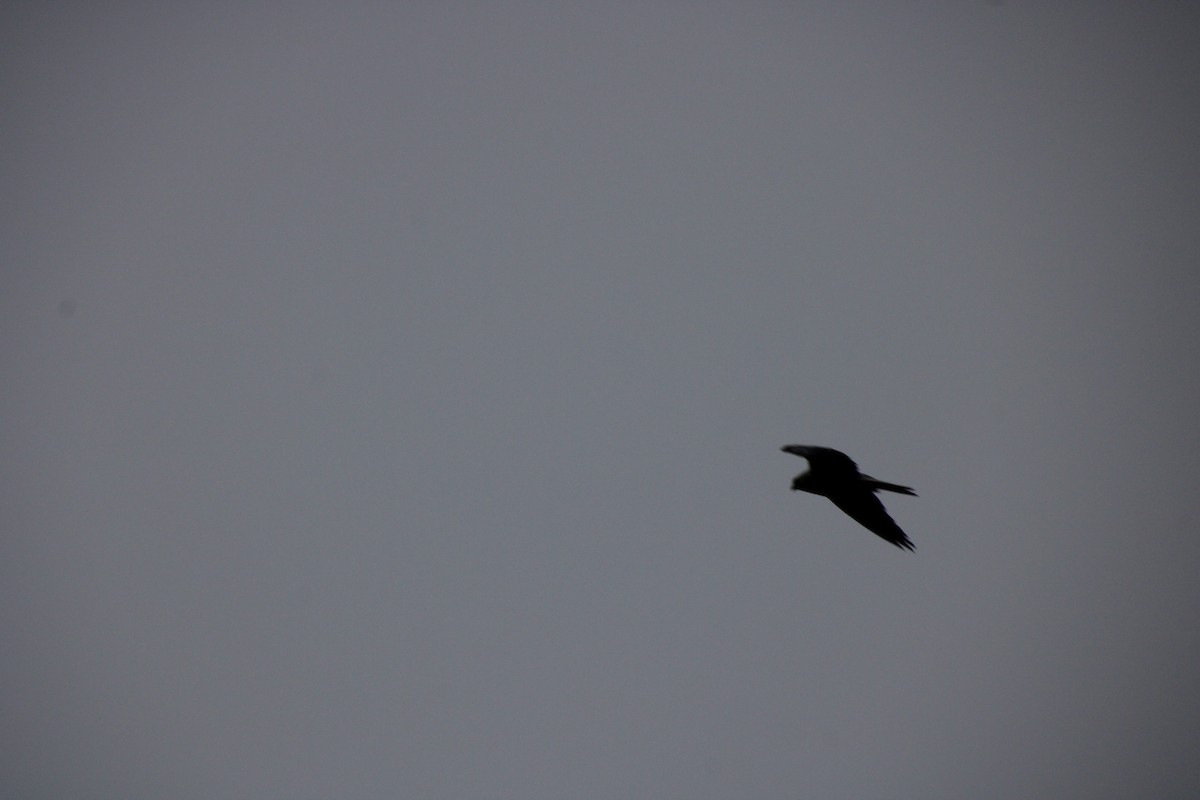 White-tailed Kite - ML635176324