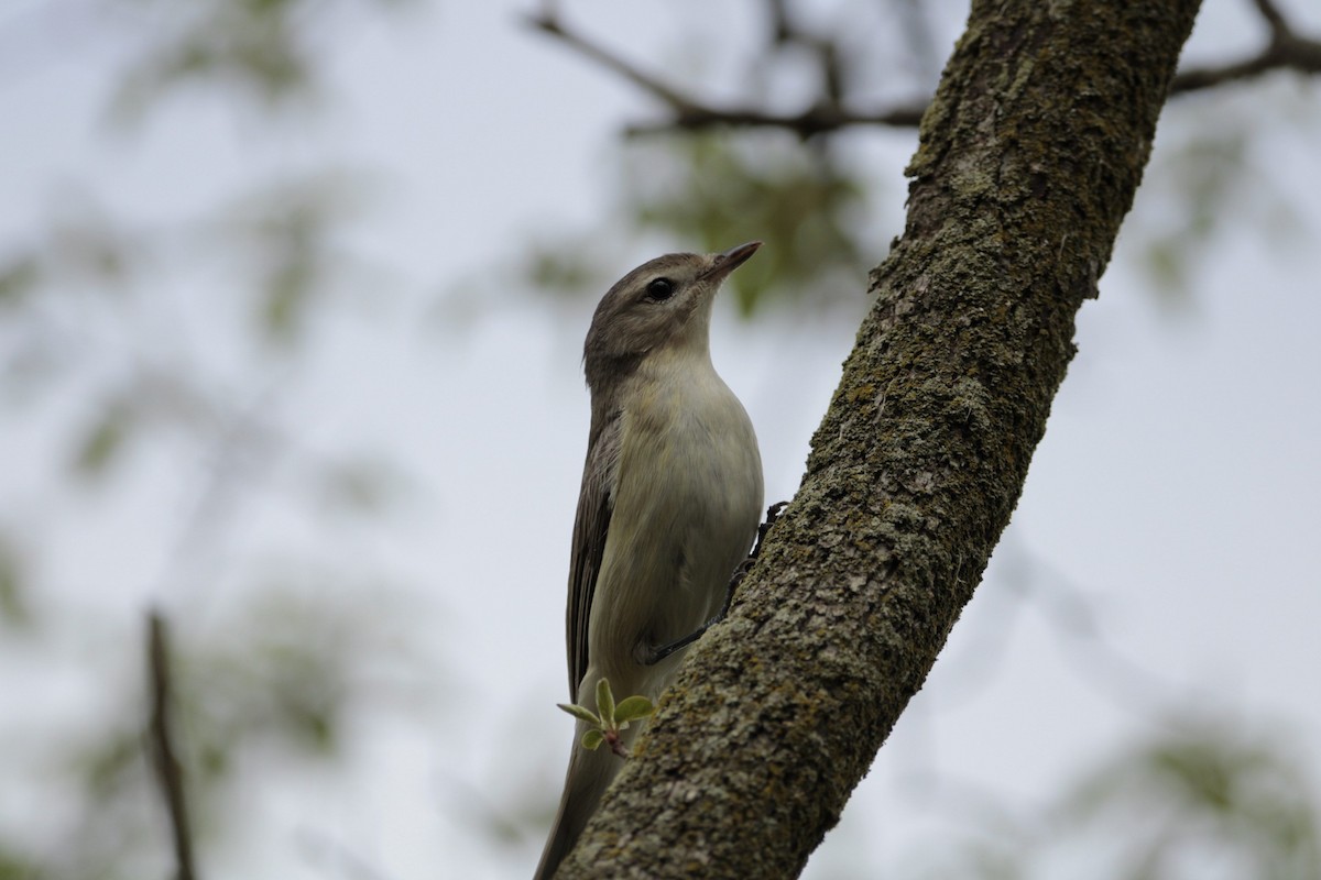 Eastern Warbling Vireo - ML635176339