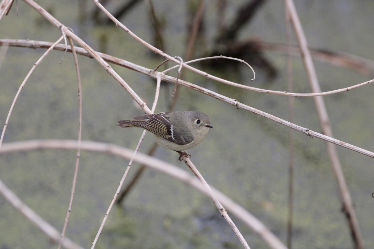 Ruby-crowned Kinglet - ML635176356