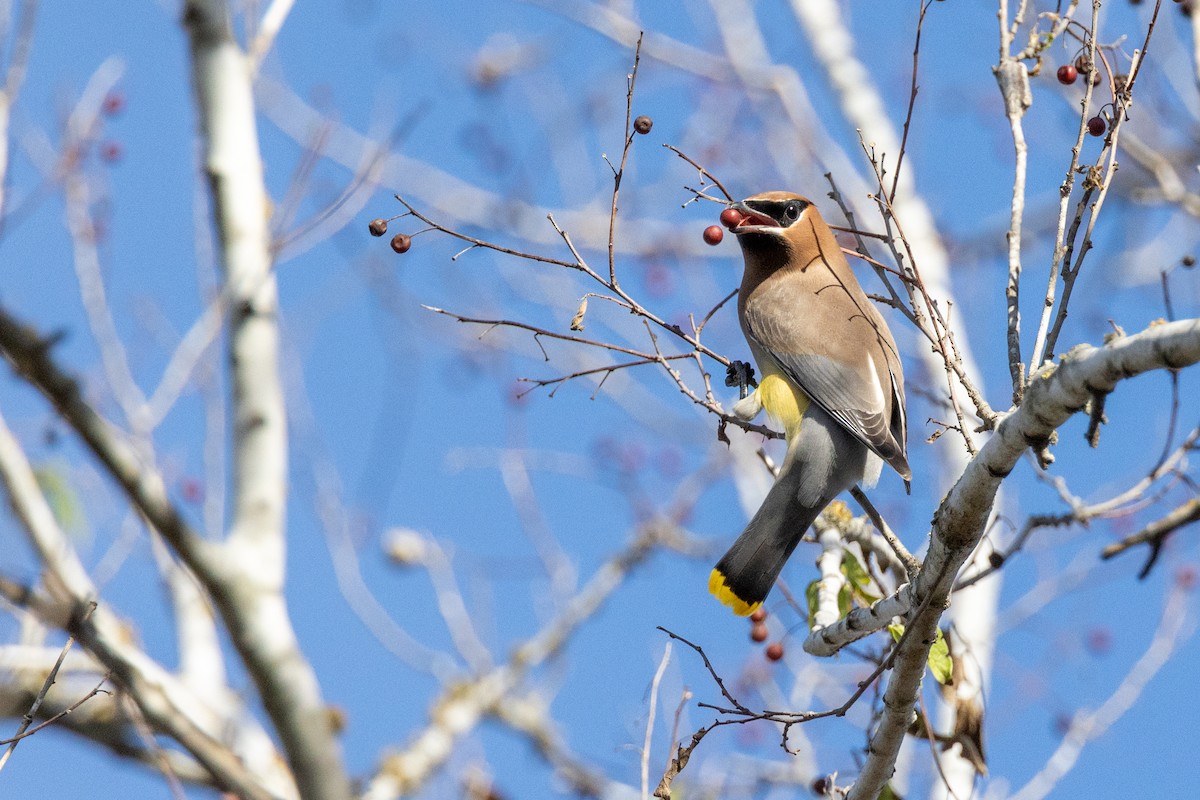 Cedar Waxwing - ML635176397