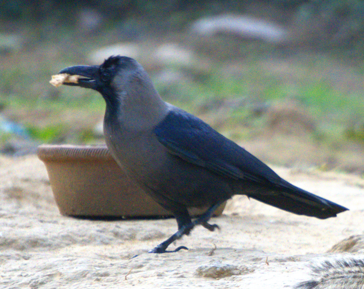House Crow - ML635176408