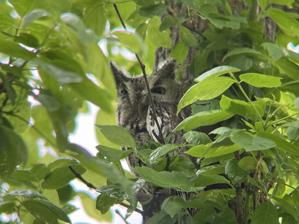 Eastern Screech-Owl - ML635176428