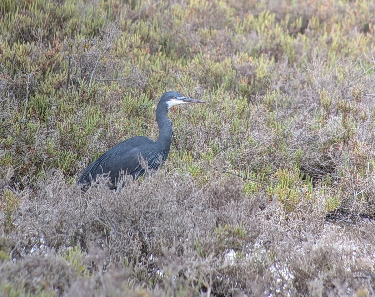Western Reef-Heron - ML635176452