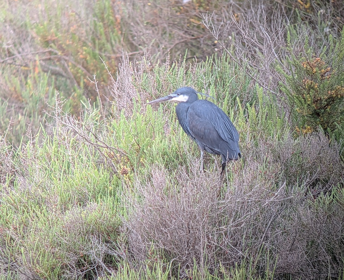 Western Reef-Heron - ML635176453