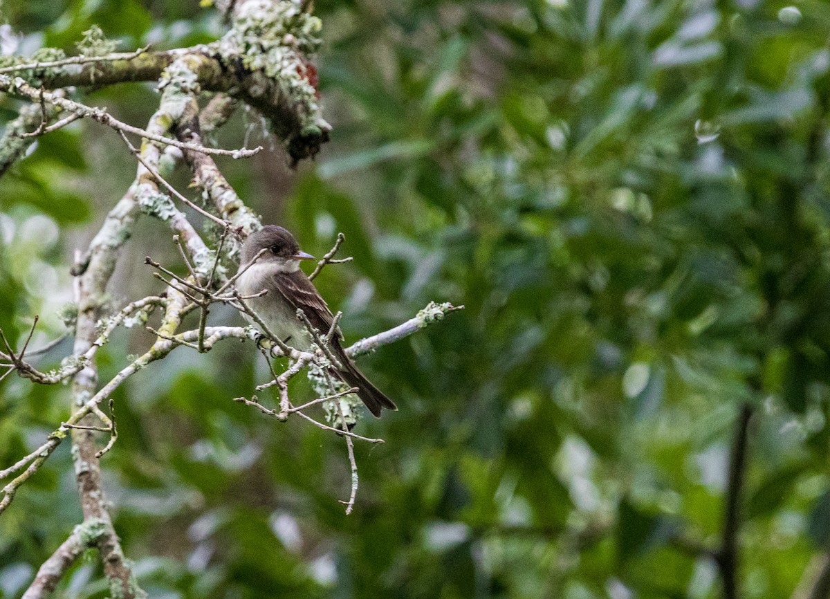 Eastern Wood-Pewee - ML635176458