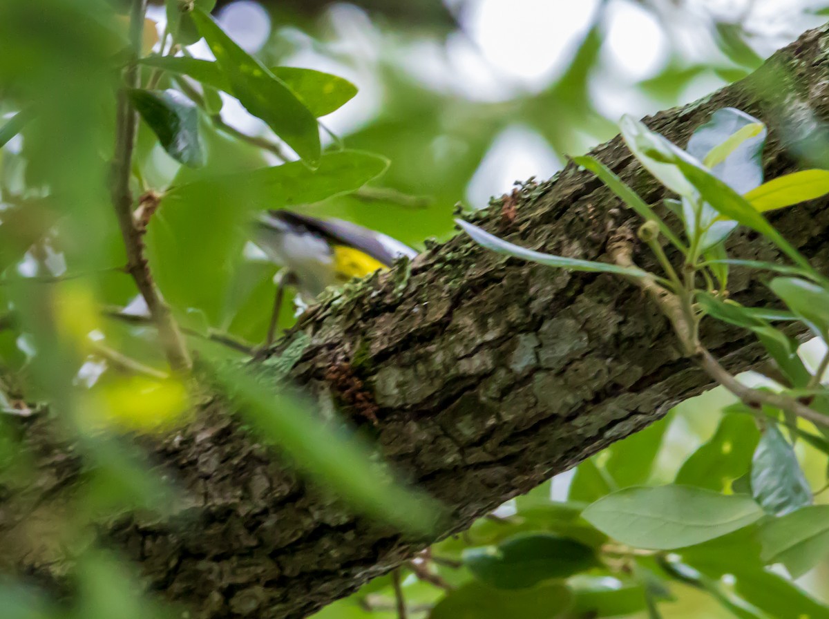 Magnolia Warbler - ML635176468