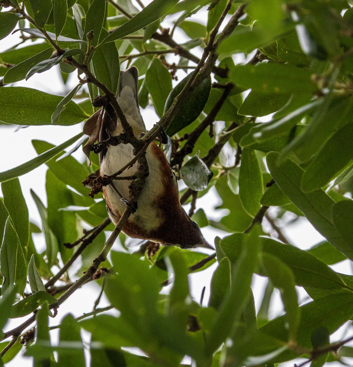 Bay-breasted Warbler - ML635176478