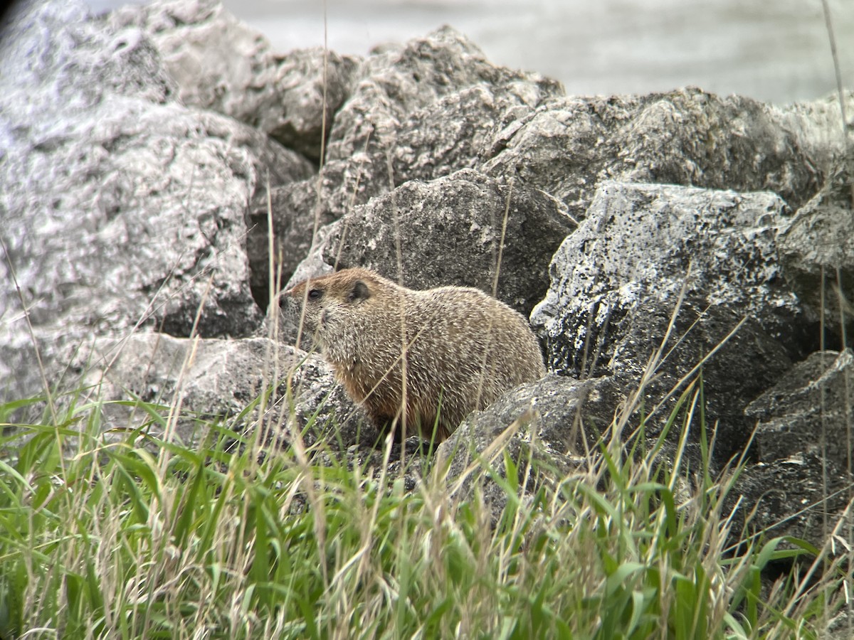 Groundhog - ML635176523
