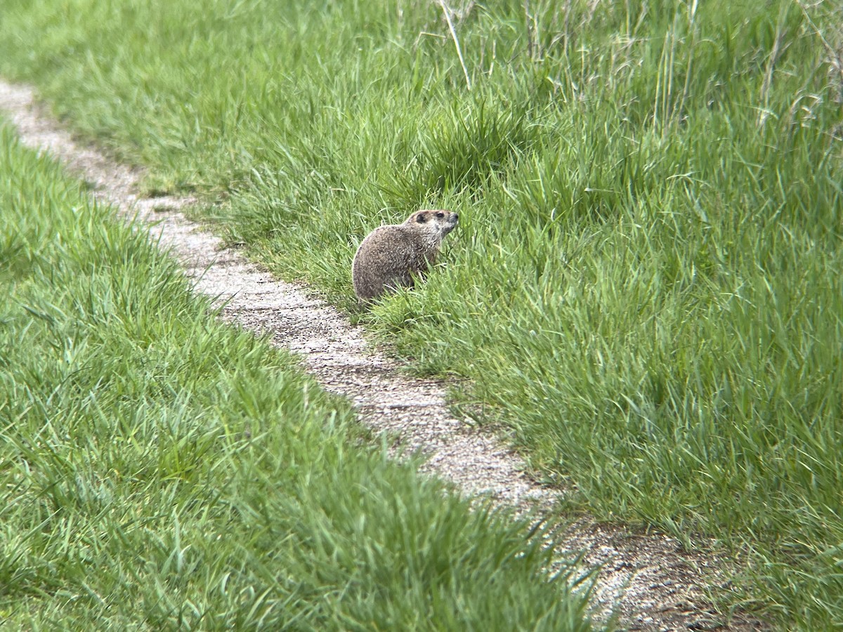 Groundhog - ML635176524