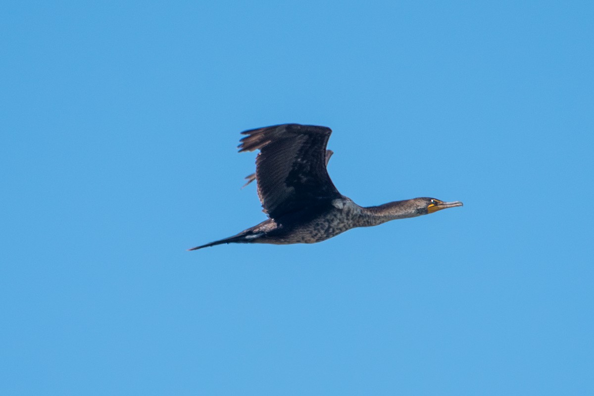 Double-crested Cormorant - ML635176636