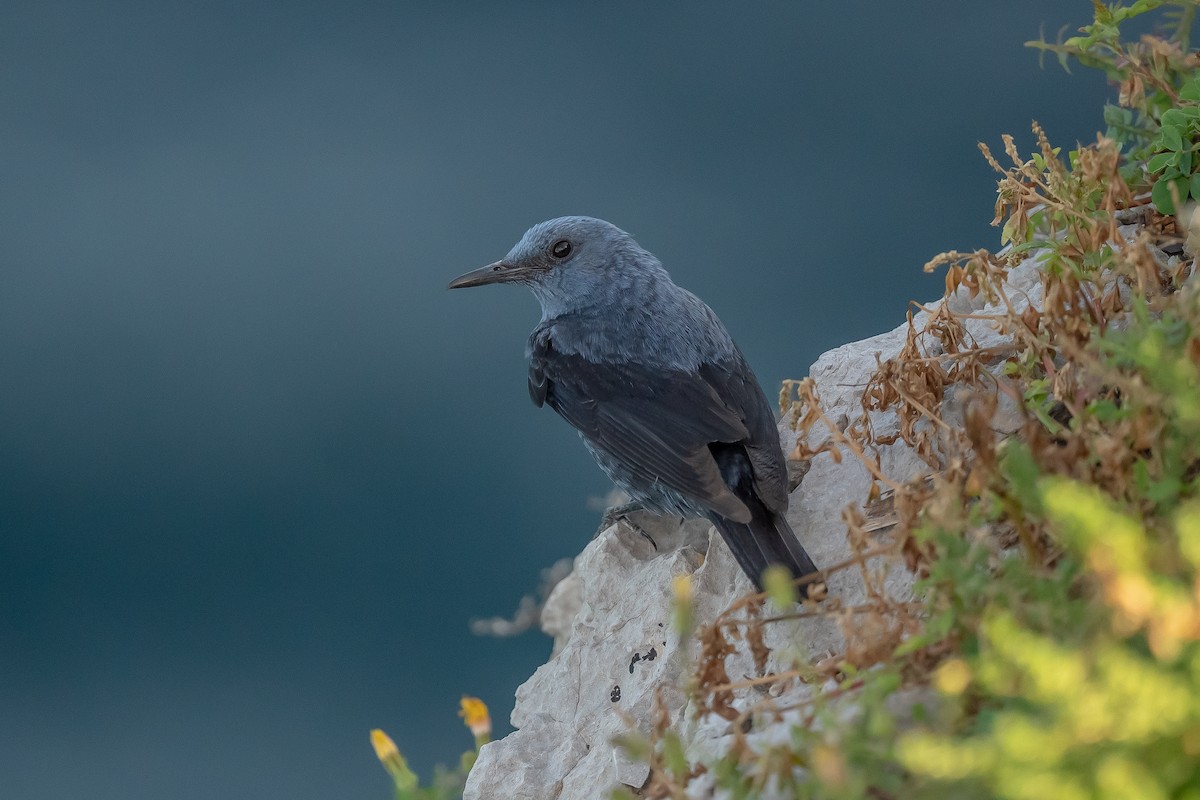 Blue Rock-Thrush - ML635176678