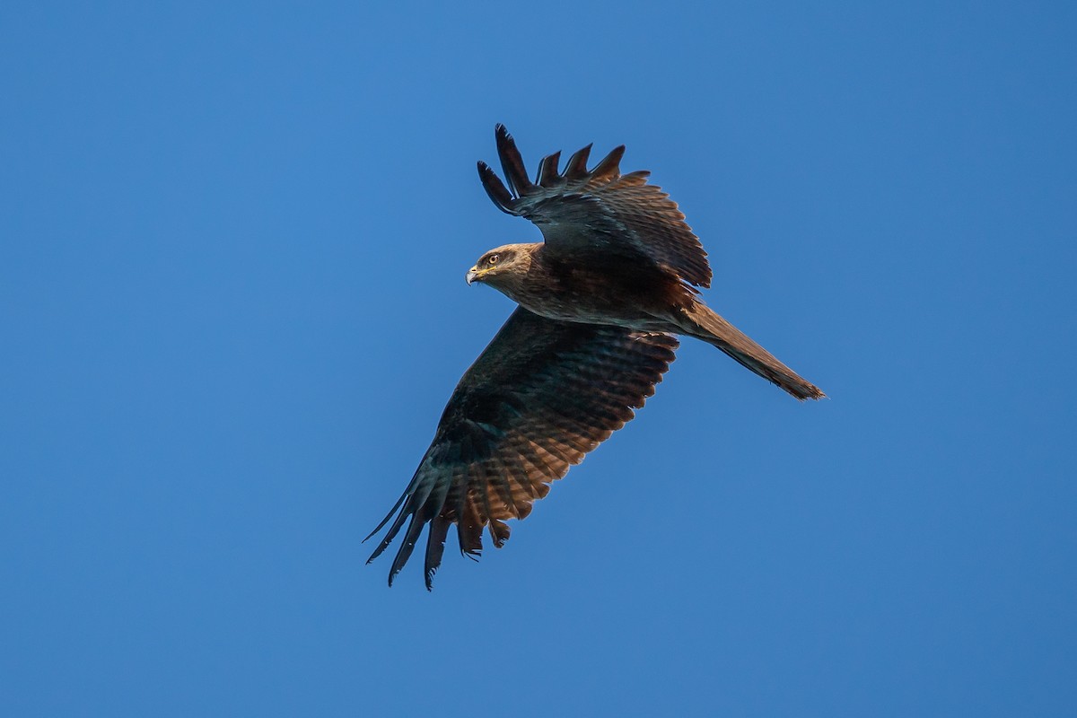 Black Kite - ML635176691