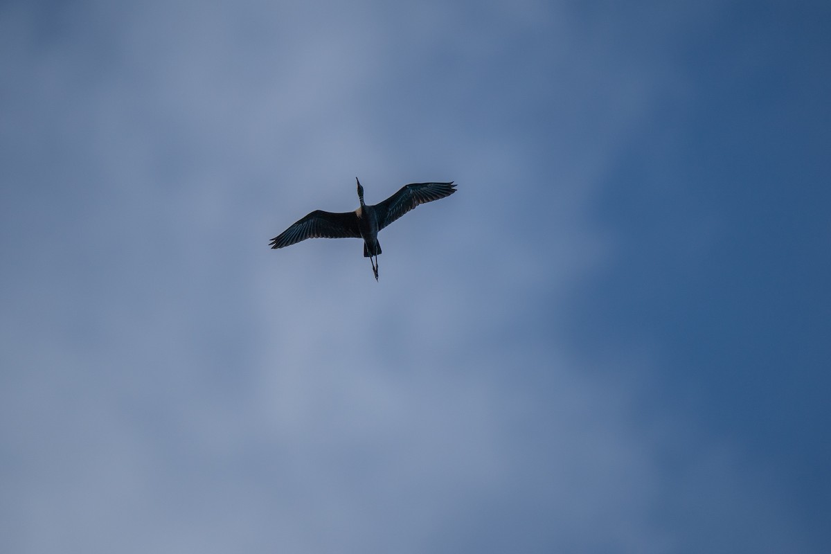 Glossy Ibis - ML635176729