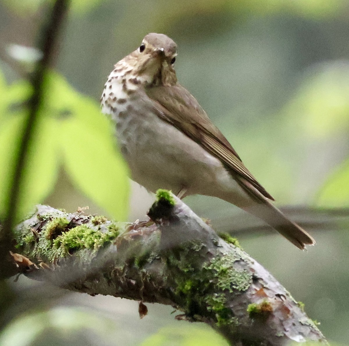 Swainson's Thrush - ML635176730