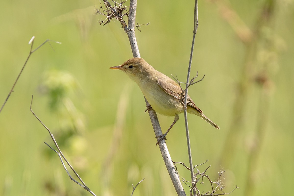 Melodious Warbler - ML635176770