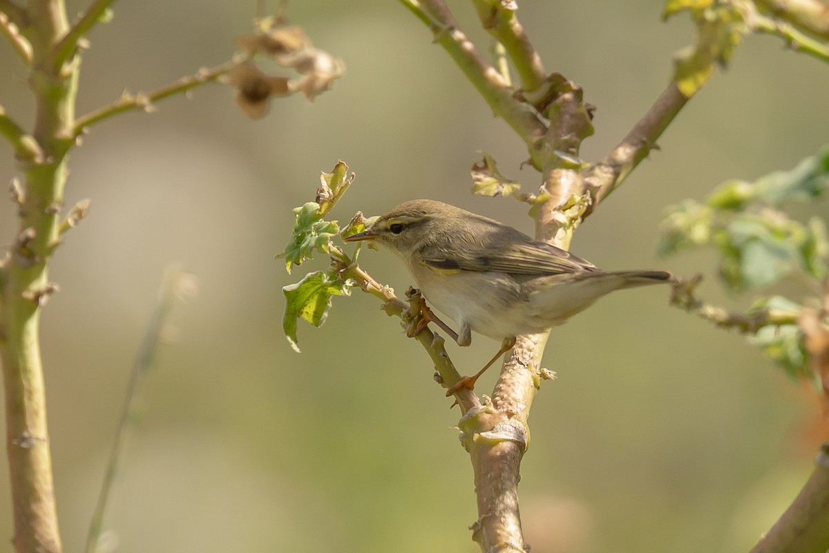 Willow Warbler - ML635176791