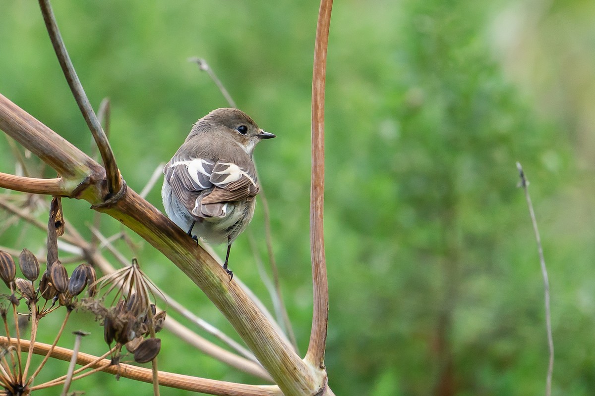 European Pied Flycatcher - ML635176815