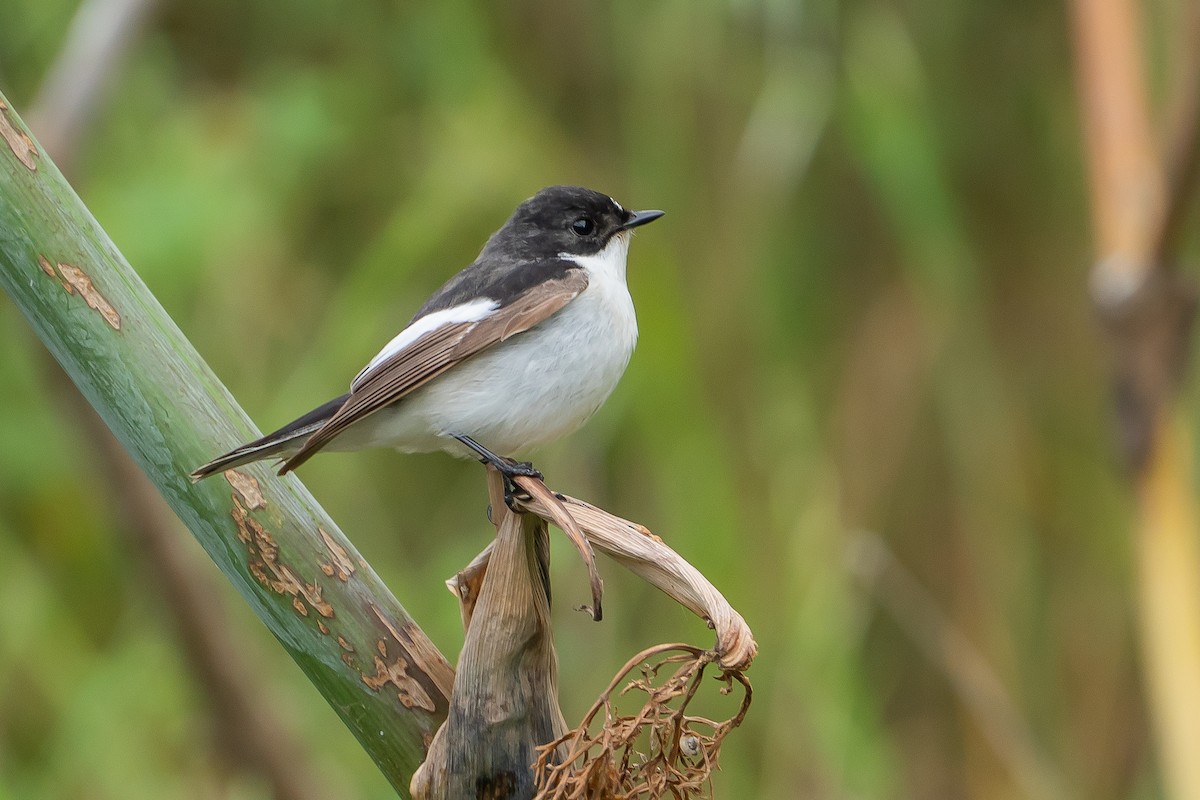 European Pied Flycatcher - ML635176826