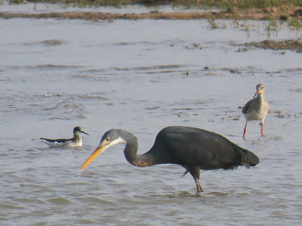 Western Reef-Heron - ML635176834