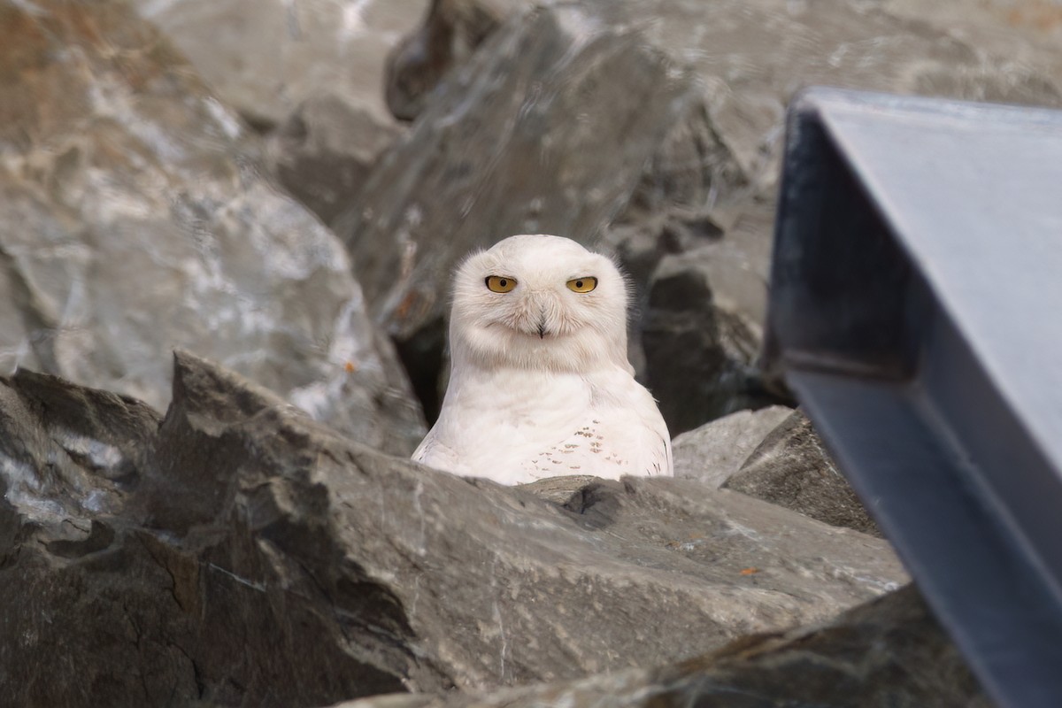 Snowy Owl - ML635176859